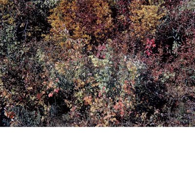 Lot 4 - CALLAHAN, HARRY [1912-1999] [Leaves in Fall,...