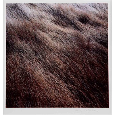 Lot 8 - CALLAHAN, HARRY [1912-1999] [Brown Grass,...