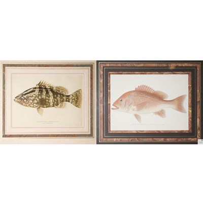 Lot 114 - Julius Bien Co., lithographers NASSAU GROUPER...