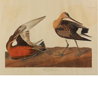 Lot 89 - After John James Audubon HUDSONIAN GODWIT Hand-...