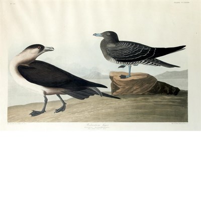 Lot 103 - After John James Audubon RICHARDSON'S JAGER...