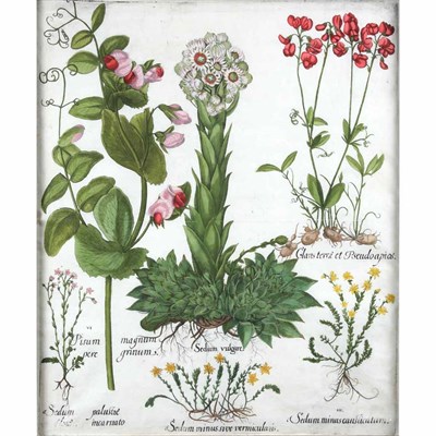 Lot 96 - Basilius Besler SEDUM VULGARE Hand-colored...
