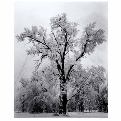 Lot 1 - ADAMS, ANSEL (1902-1984) Oak tree, snowstorm,...