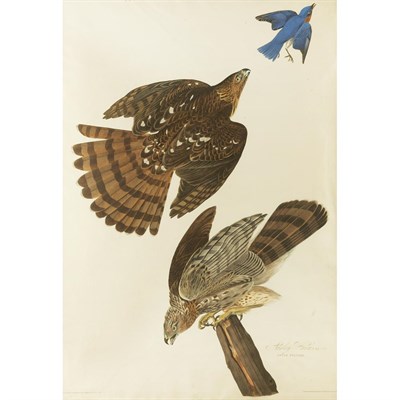 Lot 85 - After John James Audubon STANLEY HAWK...