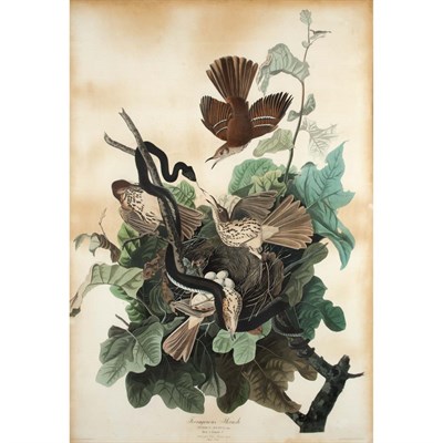 Lot 63 - After John James Audubon FERRUGINOUS THRUSH;...