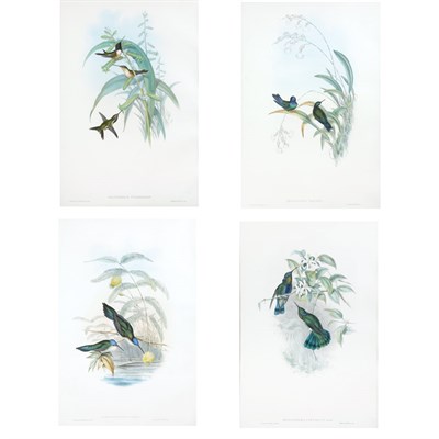 Lot 104 - J. Gould and H. C. Richter CALOTHORAX...