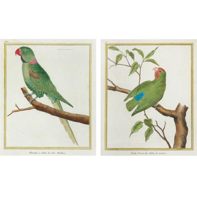 Lot 52 - Francois Martinet PERRUCH A COLLIER, DES ISLES...