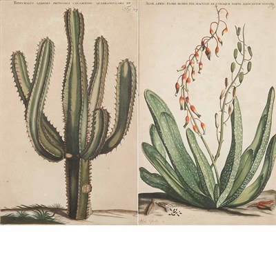 Lot 79 - Jan and Casper Commelin [ALOE STUDIES] Six...