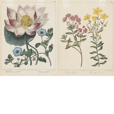 Lot 81 - After Sydenham Edwards [FLOWER STUDIES] Six...