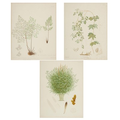Lot 72 - After J.H. Emerton [PLANT STUDIES] Three...