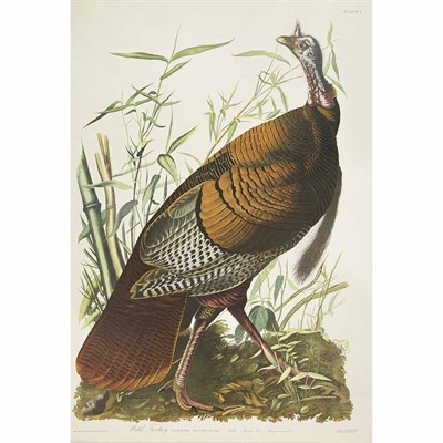 Lot 98 - [COLOR PLATE] AUDUBON, JOHN JAMES. The Birds...