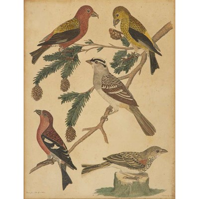 Lot 85 - After Alexander Wilson [BIRD STUDIES] Four...