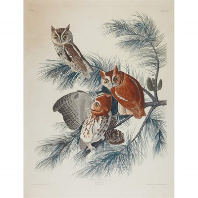 Lot 94 - After John James Audubon MOTTLED OWL...