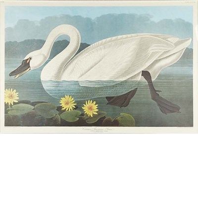 Lot 98 - After John James Audubon COMMON AMERICAN SWAN...