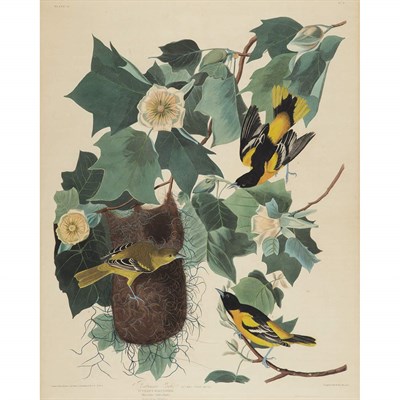 Lot 92 - After John James Audubon BALTIMORE ORIOLE Hand-...