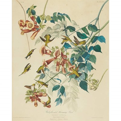 Lot 93 - After John James Audubon RUBY-THROATED...