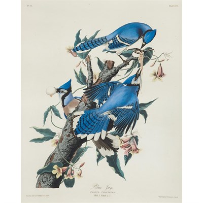 Lot 95 - After John James Audubon BLUE JAY Hand-colored...