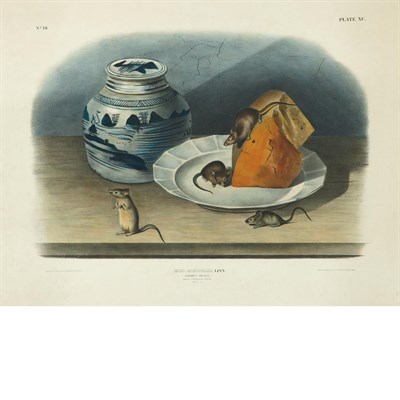 Lot 97 - After John James Audubon COMMON MOUSE...