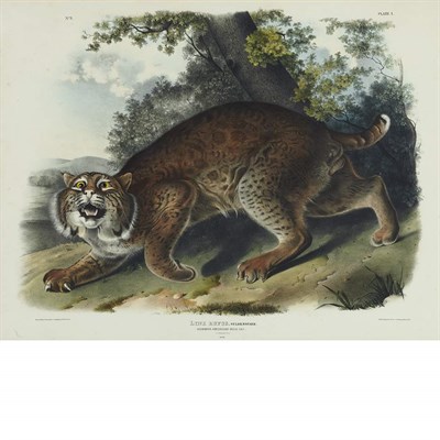 Lot 96 - After John James Audubon COMMON AMERICAN WILD...