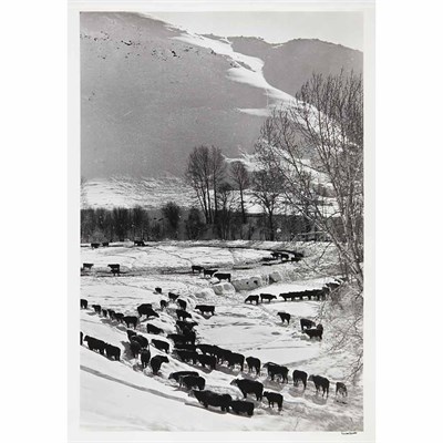 Lot 8 - EISENSTAEDT, ALFRED (1898-1995) Cattle looking...