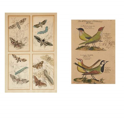 Lot 1082 - Various Artists [BIRD AND BUTTERFLY STUDIES]...