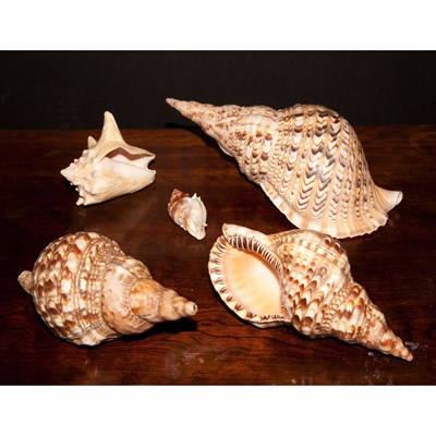 Lot 349 - Group of Five Conch Shells