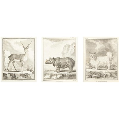 Lot 107 - After De Seve [ANIMAL STUDIES] Twelve...