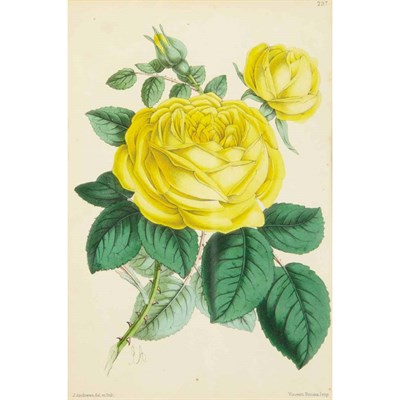 Lot 73 - Various Artists [FLOWER STUDIES] Six...