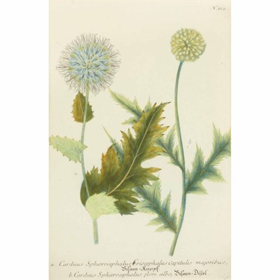 Lot 67 - After Johann Weinmann [FLORAL STUDIES] Five...