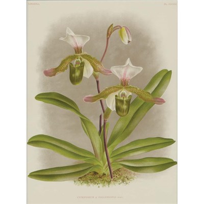 Lot 490 - After Alfred Goosens [ORCHID STUDIES] Six...