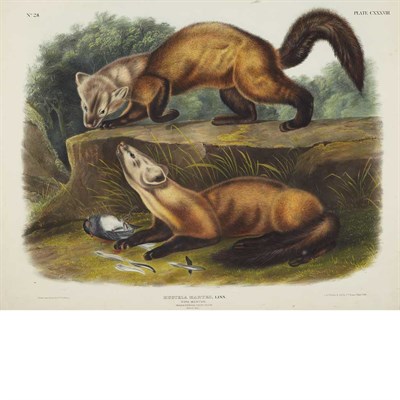 Lot 86 - After John James Audubon PINE MARTEN...