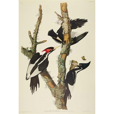 Lot 87 - After John James Audubon IVORY-BILLED...