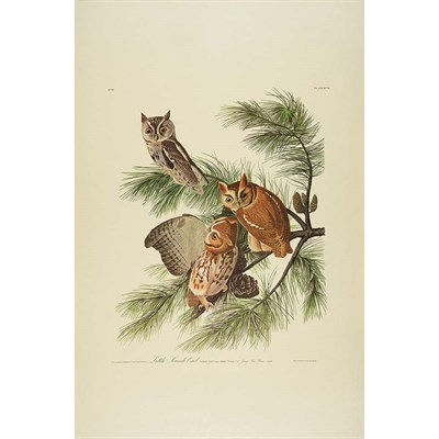 Lot 88 - After John James Audubon LITTLE SCREECH OWL...