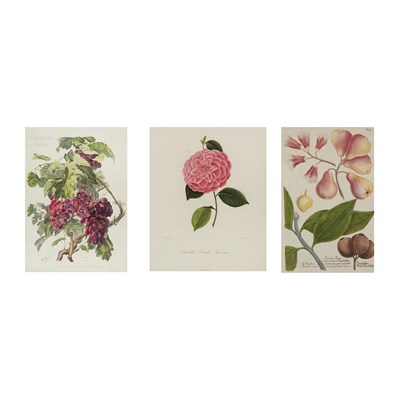 Lot 195 - Johann Wilhelm Weinmann (1683-1741) [FRUIT...