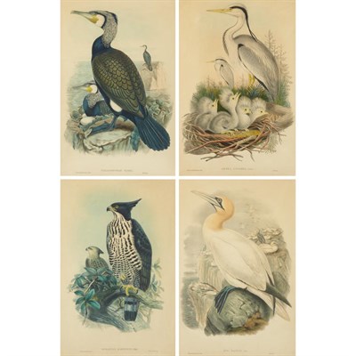 Lot 73 - J. Gould & H.C. Richter [BIRD STUDIES] Four...