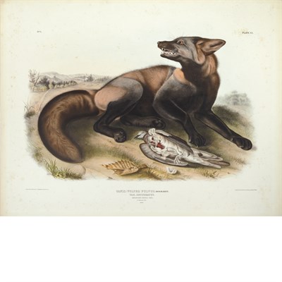 Lot 159 - After John James Audubon AMERICAN CROSS FOX...