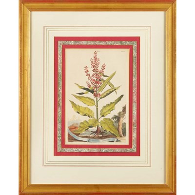 Lot 76 - Abraham Munting [PLANT AND LANDSCAPE STUDIES]...