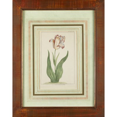 Lot 77 - Artist Unknown [TULIP STUDIES] Five...