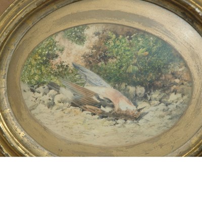 Lot 1166 - English School 19th/20th Century Dead Bird...