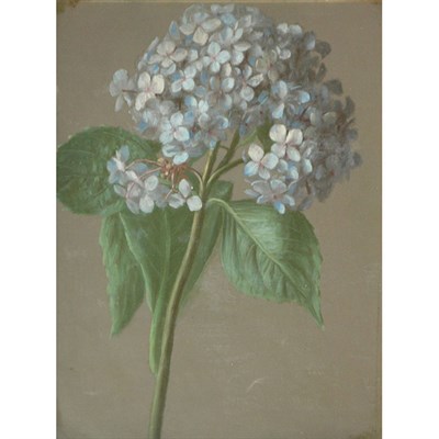 Lot 1152 - American School 20th Century Hydrangea Spray...