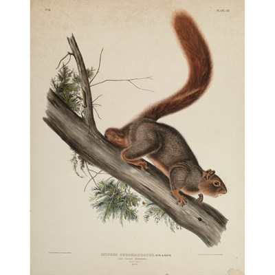 Lot 158 - After John James Audubon CHIPPING SQUIRREL,...