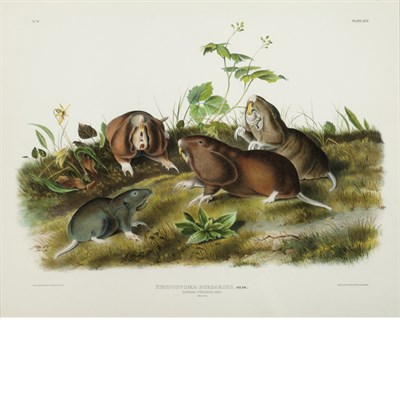 Lot 160 - After John James Audubon BLACK RAT; CANADA...