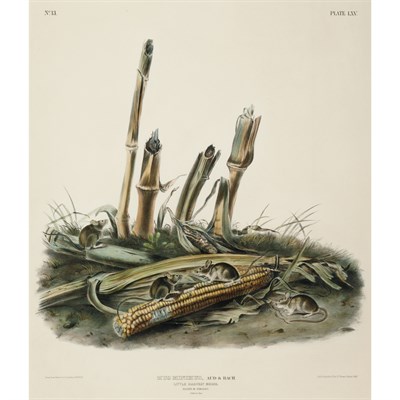 Lot 162 - After John James Audubon LITTLE HARVEST MOUSE;...