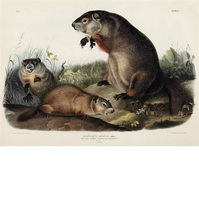 Lot 157 - After John James Audubon MARYLAND, MARMOT,...