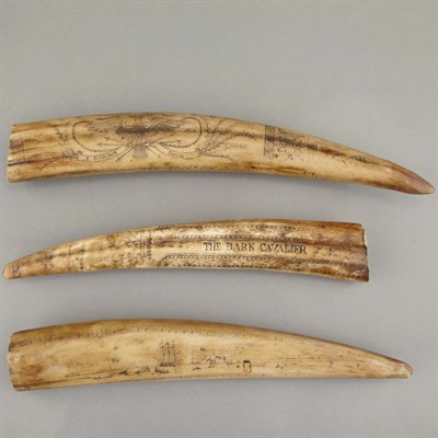 Lot 199 - Group of Three Scrimshaw Style Walrus Tusks...