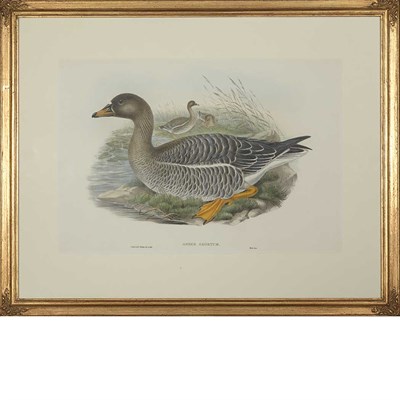 Lot 121 - John Gould [BIRD STUDIES] Three hand-colored...