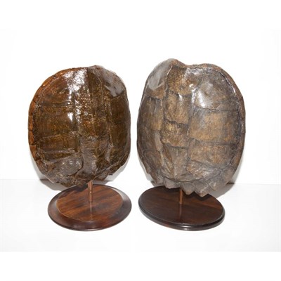 Lot 185 - Two Snapping Turtle Shells Each on a wood...