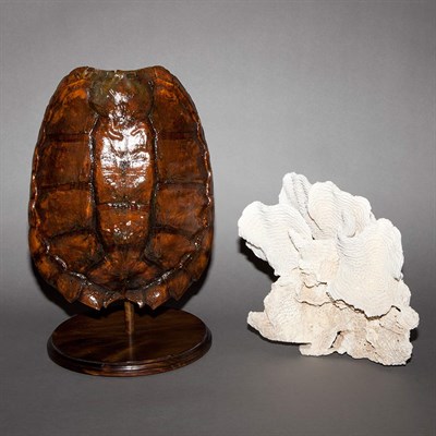 Lot 387 - Three Natural History Specimens Comprising...