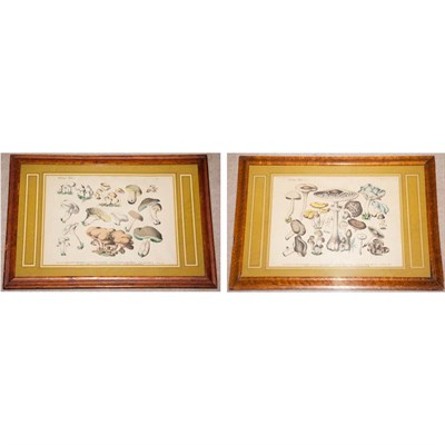 Lot 97 - Artist Unknown [MUSHROOM STUDIES] Two...