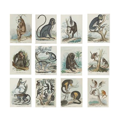 Lot 340 - Raimondo Petraroja [MONKEY STUDIES] Twelve...